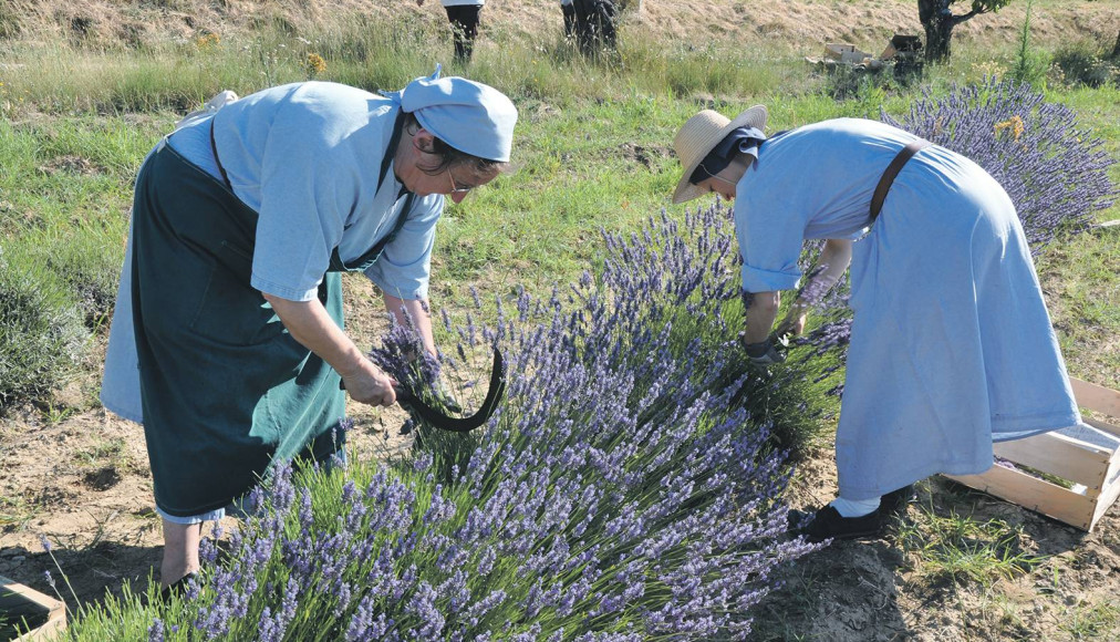 Les sœurs dominicaines du monastère de Taulignan (Gard) partagent avec leurs hôtes la connaissance des plantes aromatiques et la théologie de la Création. Les sœurs dominicaines du monastère de Taulignan (Gard) partagent avec leurs hôtes la connaissance des plantes aromatiques et la théologie de la Création. / ©Christine Kristof