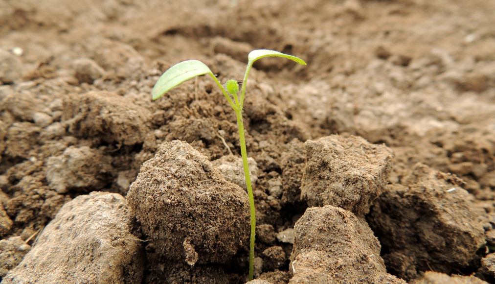 En ce début novembre, ouvrir un blog, c’est comme semer: un hiver va passer, et les fruits ne lèveront qu’ensuite. En ce début novembre, ouvrir un blog, c’est comme semer: un hiver va passer, et les fruits ne lèveront qu’ensuite. / CC0 Fill / Pixabay