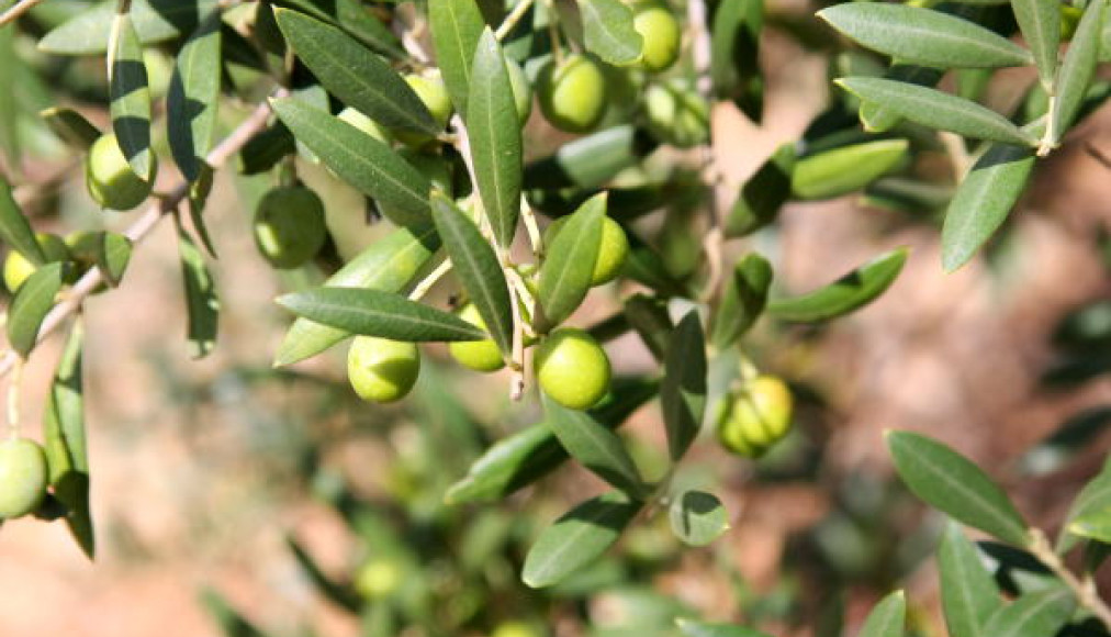 Au jardin des Oliviers Au jardin des Oliviers / Oliviers - arton5833-1fde1